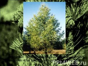Лиственница - крупное дерево из семейства сосновых высотой до 40 м, имеет игольч