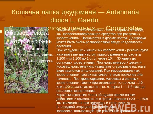 Кошачья лапка двудомная — Antennaria dioica L. Gaertn.Семейство сложноцветных — Compositae Применяется трава кошачьих лапок, главным образом, как кровоостанавливающее средство при различных кровотечениях. Назначается в форме настоя. Дозировка может …