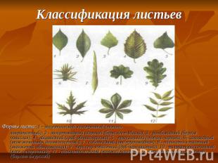 Классификация листьев Формы листа: 1 - эллиптический заостренный (топольлавролис