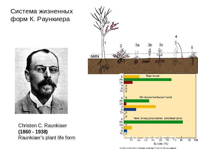 Система жизненных форм К. Раункиера Christen C. Raunkiaer (1860 - 1938) Raunkiaer's plant life form