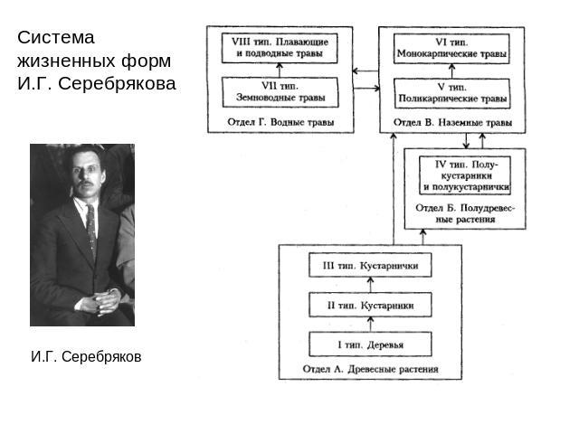 Система жизненных форм И.Г. Серебрякова И.Г. Серебряков