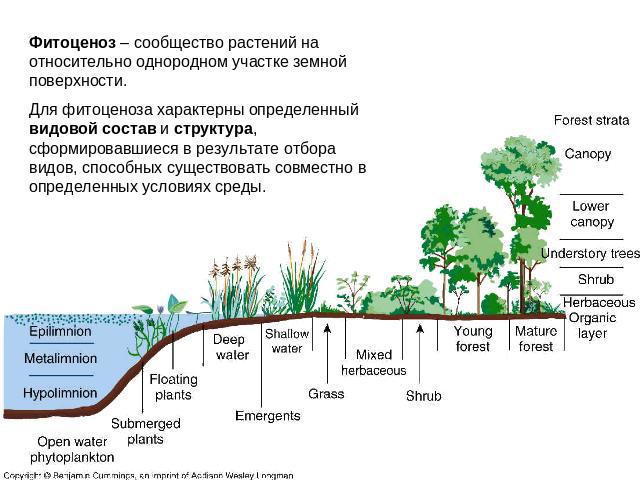 Фитоценоз – сообщество растений на относительно однородном участке земной поверхности. Для фитоценоза характерны определенный видовой состав и структура, сформировавшиеся в результате отбора видов, способных существовать совместно в определенных усл…