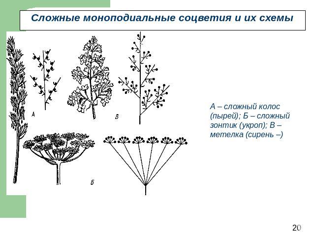 Сложные моноподиальные соцветия и их схемы А – сложный колос (пырей); Б – сложный зонтик (укроп); В – метелка (сирень –)