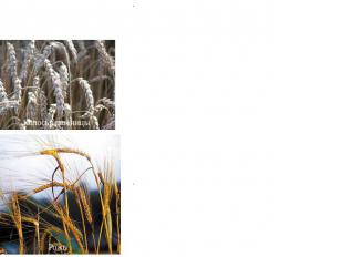 Порядок 13. Злаки (Poales) Колосья пшеницы Рожь Очень близок к порядку рестиевые