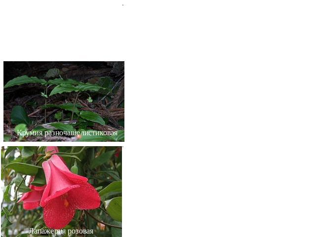 Порядок 3. Смилаксовые (Smilacales) Крумия разночашелистиковая Лапажерия розовая Очень близок к порядку лилейные, особенно к подсемейству ландышевые семейства спаржевые. Прямостоячие многолетние травы с ползучими или клубневидными корневищами, травя…
