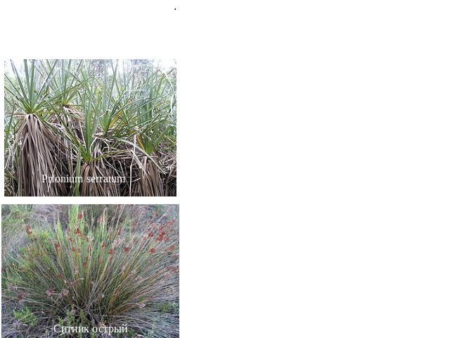 Порядок 7. Ситниковые (Juneales) Имеет много общего с порядками лилейные и бромелиевые, особенно с семействами асфоделовые и ксанторреевые, с которыми, вероятно, имеет общее происхождение. Многолетние, реже однолетние травы или кустарничковидные или…