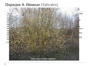 Порядок 8. Ивовые (Salicales)  Происходит от флакуртиевых, вероятнее всего, от п