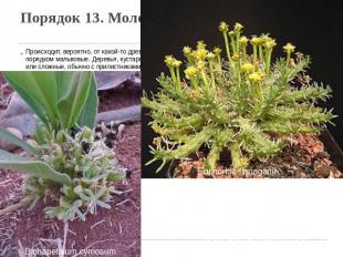 Порядок 13. Молочайные (Euphorbiales) Происходит, вероятно, от какой-то древней