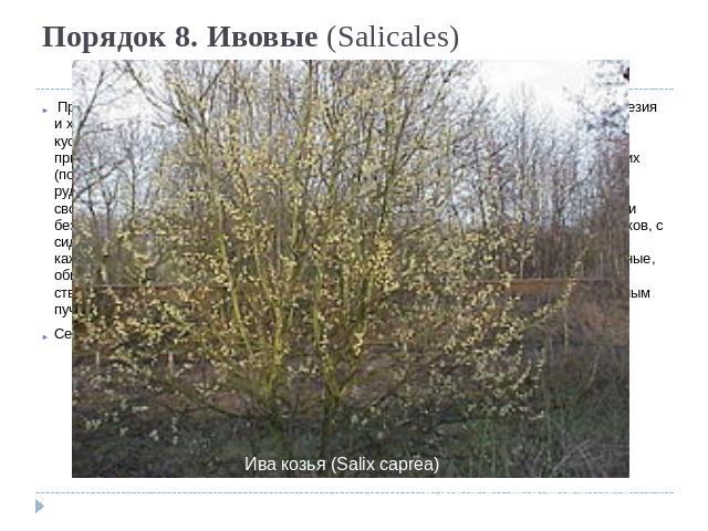 Порядок 8. Ивовые (Salicales)  Происходит от флакуртиевых, вероятнее всего, от предков типа современного рода идезия и характеризуется высокой специализацией репродуктивных органов. Деревья или кустарники, иногда кустарнички, с очередными цельными л…