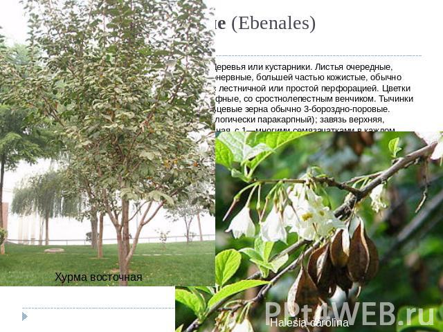 Порядок 10. Эбеновые (Ebenales) Происходит, вероятно, от порядка чайные. Деревья или кустарники. Листья очередные, очень редко супротивные, цельные, перистонервные, большей частью кожистые, обычно лишенные прилистников. Членики сосудов с лестничной …
