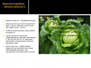 Капуста огородная – Brassica оlеrасеа L. родина капусты – Средиземноморьемясисты