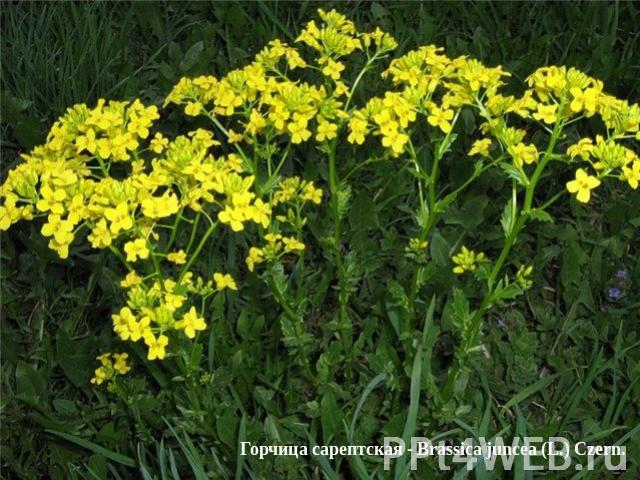 Горчица сарептская - Brassica juncea (L.) Czern.