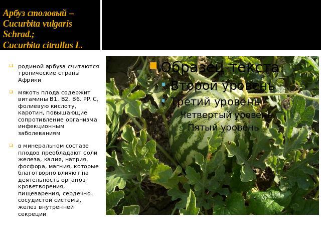 Арбуз столовый – Cucurbita vulgaris Schrad.; Cucurbita citrullus L. родиной арбуза считаются тропические страны Африкимякоть плода содержит витамины В1, В2, В6. PP. С, фолиевую кислоту, каротин, повышающие сопротивление организма инфекционным заболе…