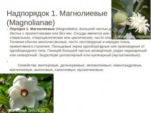 Надпорядок 1. Магнолиевые (Magnolianae) Порядок 1. Магнолиевые (Magnoliales). Бо