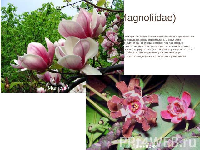 Подкласс магнолииды (Magnoliidae)  В подкласс магнолиид вводят наиболее архаические ныне живущие цветковые растения. Особой примитивностью отличается основная и центральная группа магнолиид —порядок магнолиевых. Однако примитивность отдельных предст…