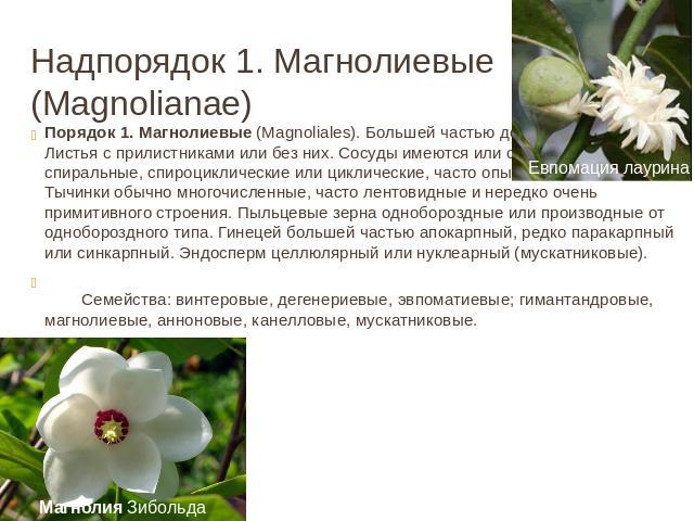 Надпорядок 1. Магнолиевые (Magnolianae) Порядок 1. Магнолиевые (Magnoliales). Большей частью деревья и кустарники. Листья с прилистниками или без них. Сосуды имеются или отсутствуют. Цветки спиральные, спироциклические или циклические, часто опыляем…
