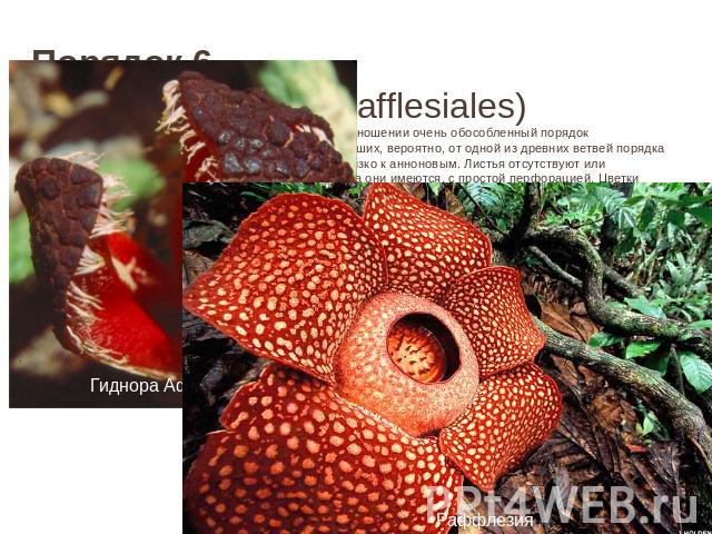 Порядок 6. Раффлезиевые (Rafflesiales) Высокоспециализированный и в систематическом отношении очень обособленный порядок бесхлорофилльных паразитных растений, происшедших, вероятно, от одной из древних ветвей порядка магнолиевых, скорее всего от пре…