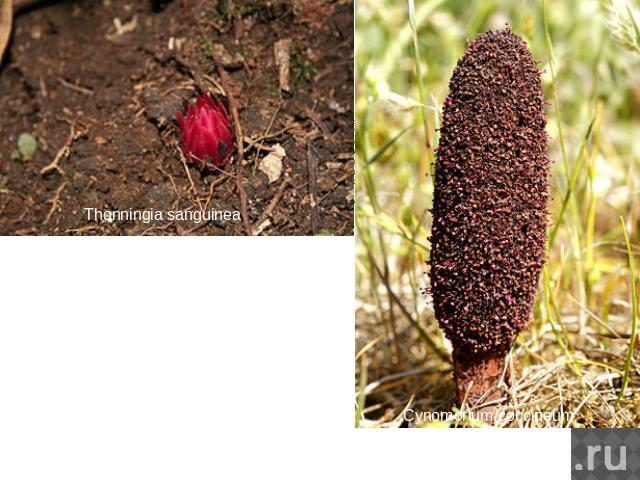 Thonningia sanguinea По всей вероятности, происходят от порядка санталовые. Мясистые бесхлорофилльные или почти бесхлорофилльные паразитные корневищные травы, живущие на корнях разных растений-хозяев. Листья на корневищах чешуевидные или чаще полнос…