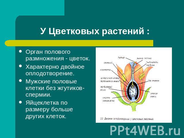 У Цветковых растений : Орган полового размножения - цветок.Характерно двойное оплодотворение.Мужские половые клетки без жгутиков- спермии.Яйцеклетка по размеру больше других клеток.