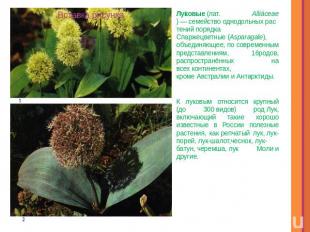 Луковые (лат. Alliáceae) — семейство однодольных растений порядка Спаржецветные 