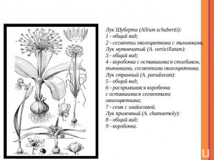 представители Лук Шуберта (Allium schubertii): 1 - общий вид; 2 - сегменты около