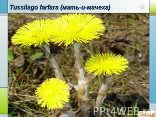 Tussilago farfara (мать-и-мачеха)