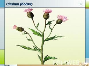 Cirsium (бодяк)