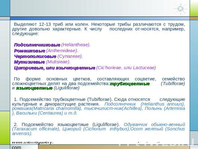 Выделяют 12-13 триб или колен. Некоторые трибы различаются с трудом, другие довольно характерные. К числу последних от-носятся, например, следующие: Подсолнечниковые (Heliantheae).Ромашковые (Anthemideae).Чертополоховые (Супагеае). Мутизиевые (Mutis…