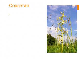 Соцветия Соцветие (лат. inflorescentia) — часть системы побегов покрытосеменного