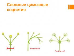 Сложные цимозные соцветия Цимоиды — это сложные соцветия с симподиальным нараста
