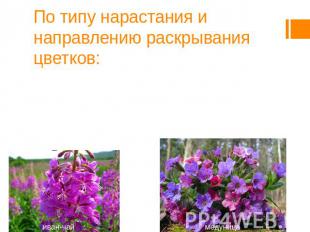 По типу нарастания и направлению раскрывания цветков: Рацемозные, или ботрически