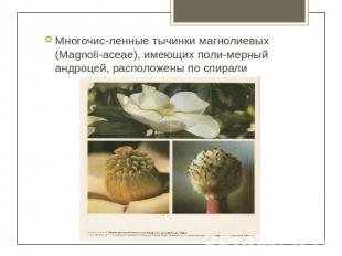 Многочисленные тычинки магнолиевых (Magnoliaceae), имеющих полимерный андроцей,
