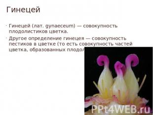 Гинецей Гинецей (лат. gynaeceum) — совокупность плодолистиков цветка.Другое опре