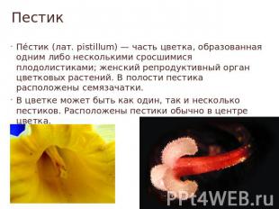 Пестик Пестик (лат. pistillum) — часть цветка, образованная одним либо нескольки
