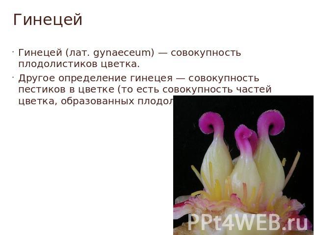 Гинецей Гинецей (лат. gynaeceum) — совокупность плодолистиков цветка.Другое определение гинецея — совокупность пестиков в цветке (то есть совокупность частей цветка, образованных плодолистиками).