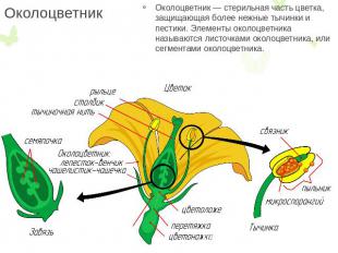 Околоцветник Околоцветник — стерильная часть цветка, защищающая более нежные тыч