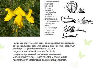 Строение цветка ракитника венечного (Cytisus scoparius):1 — двугубая чашечка;леп