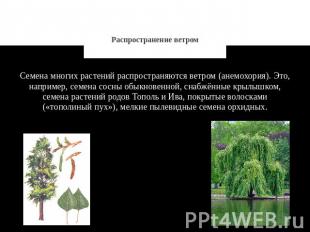 Распространение ветром Семена многих растений распространяются ветром (анемохори