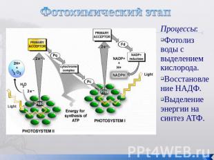 Фотохимический этап Процессы:Фотолиз воды с выделением кислорода. Восстановление