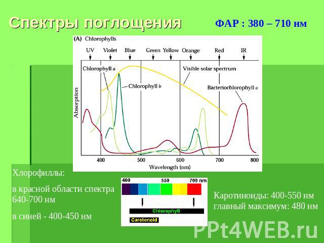 Спектры поглощения ФАР : 380 – 710 нм Хлорофиллы: в красной области спектра 640-700 нмв синей - 400-450 нм Каротиноиды: 400-550 нм главный максимум: 480 нм