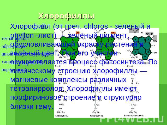 Хлорофиллы Хлорофилл (от греч. chloros - зеленый и phyllon -лист) — зелёный пигмент, обусловливающий окраску растений в зелёный цвет. При его участии осуществляется процесс фотосинтеза. По химическому строению хлорофиллы — магниевые комплексы различ…