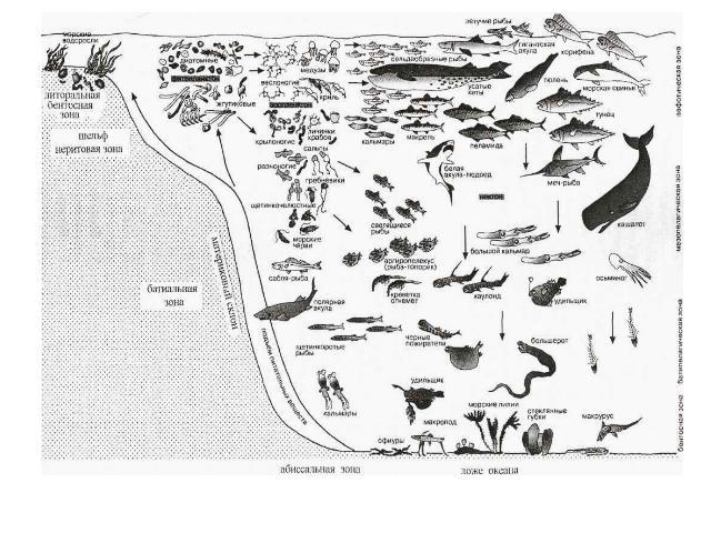 Профиль океана и его обитатели