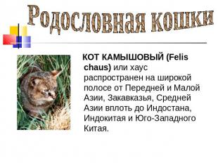 Родословная кошки КОТ КАМЫШОВЫЙ (Felis chaus) или хаус распространен на широкой