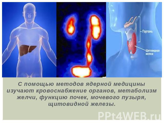 С помощью методов ядерной медицины изучают кровоснабжение органов, метаболизм желчи, функцию почек, мочевого пузыря, щитовидной железы.