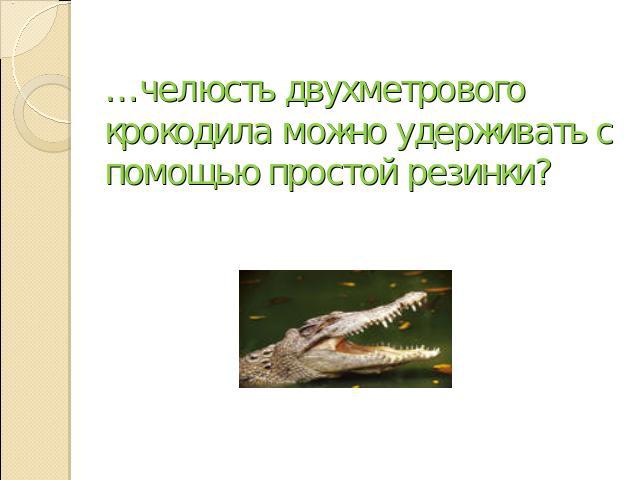 …челюсть двухметрового крокодила можно удерживать с помощью простой резинки?