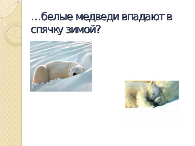 …белые медведи впадают в спячку зимой?