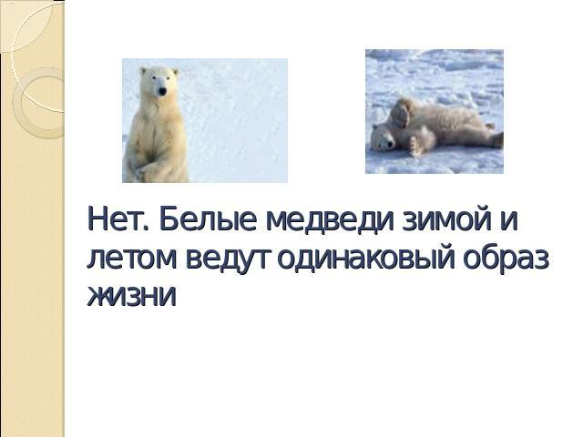 Нет. Белые медведи зимой и летом ведут одинаковый образ жизни