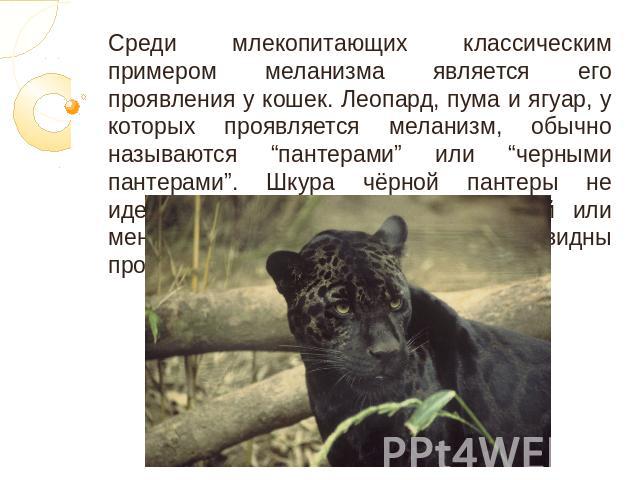 Среди млекопитающих классическим примером меланизма является его проявления у кошек. Леопард, пума и ягуар, у которых проявляется меланизм, обычно называются “пантерами” или “черными пантерами”. Шкура чёрной пантеры не идеально чёрная, на ней в боль…