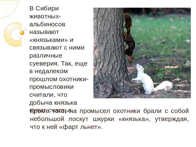 В Сибири животных-альбиносов называют «князьками» и связывают с ними различные суеверия. Так, еще в недалеком прошлом охотники-промысловики считали, что добыча князька сулит счастье. Кроме того, на промысел охотники брали с собой небольшой лоскут шк…
