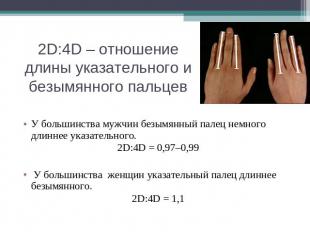2D:4D – отношение длины указательного и безымянного пальцев У большинства мужчин